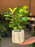 Medium Fiddle Leaf Fig Bambino With a Basket