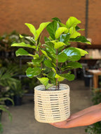 Medium Fiddle Leaf Fig Bambino With a Basket