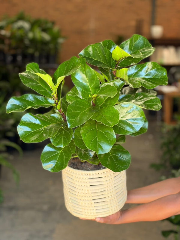 Medium Fiddle Leaf Fig Bambino With a Basket