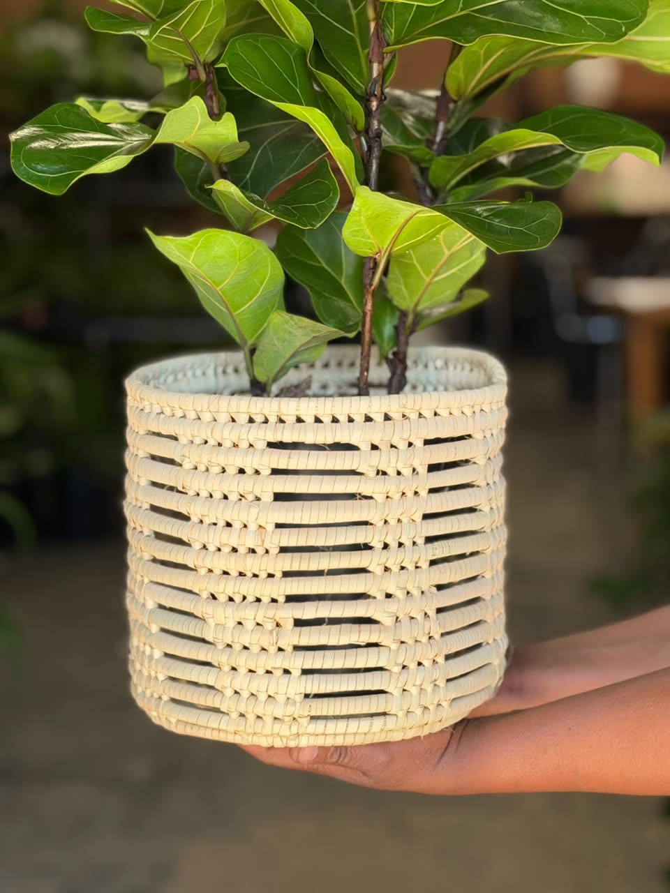 Medium Fiddle Leaf Fig Bambino With a Basket