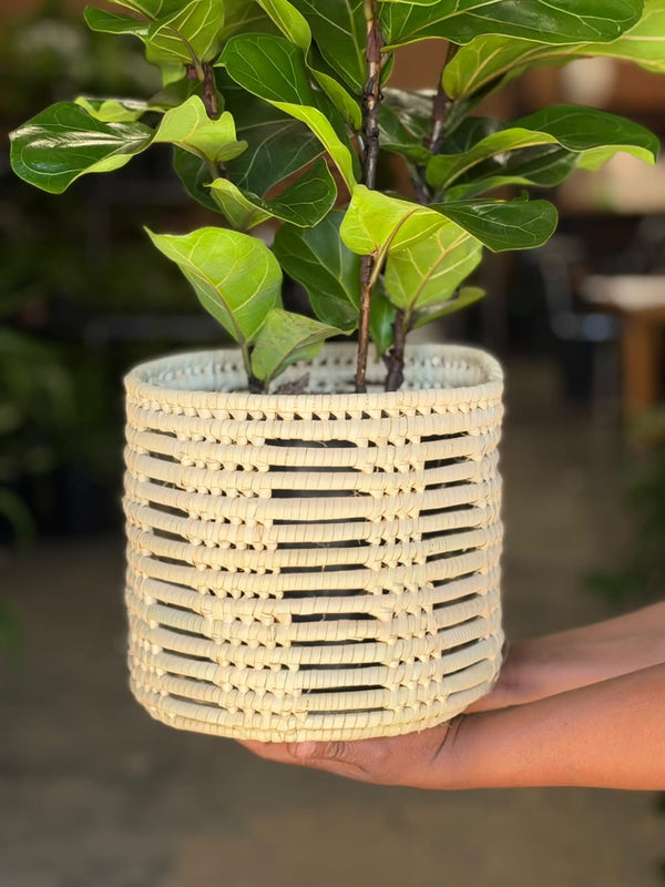 Medium Fiddle Leaf Fig Bambino With a Basket