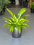 XL Birds Nest Fern Antiquum