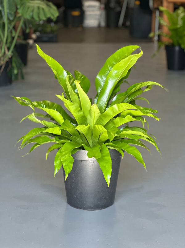 XL Birds Nest Fern Antiquum