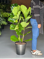 XL Fiddle Leaf Fig 2pp