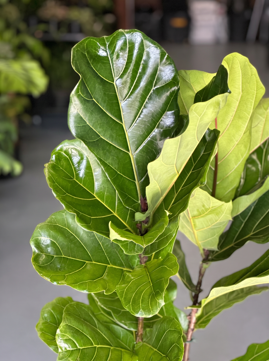 XL Fiddle Leaf Fig 2pp
