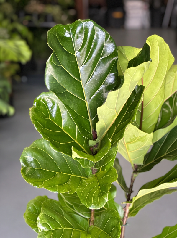 XL Fiddle Leaf Fig 2pp