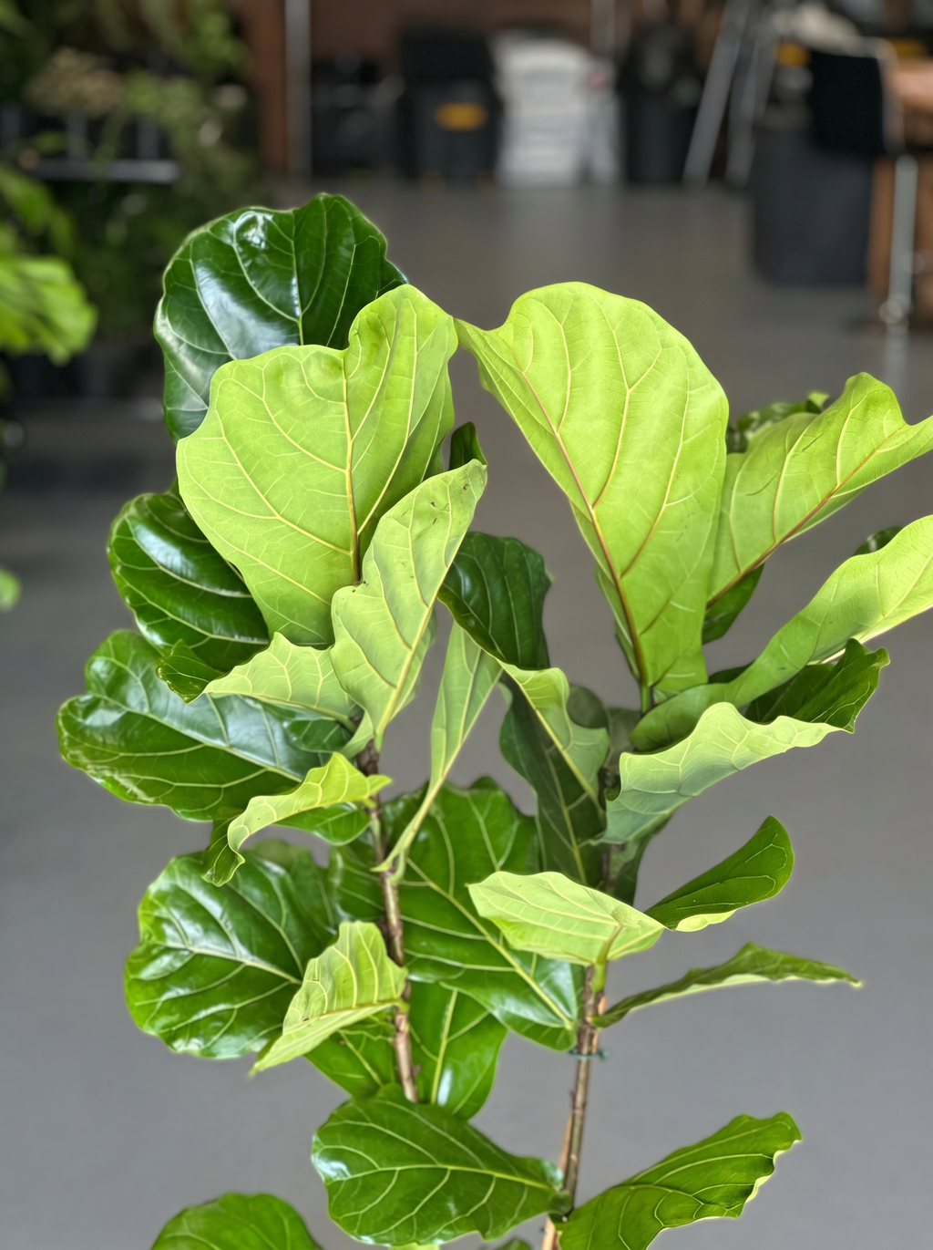 XL Fiddle Leaf Fig 2pp