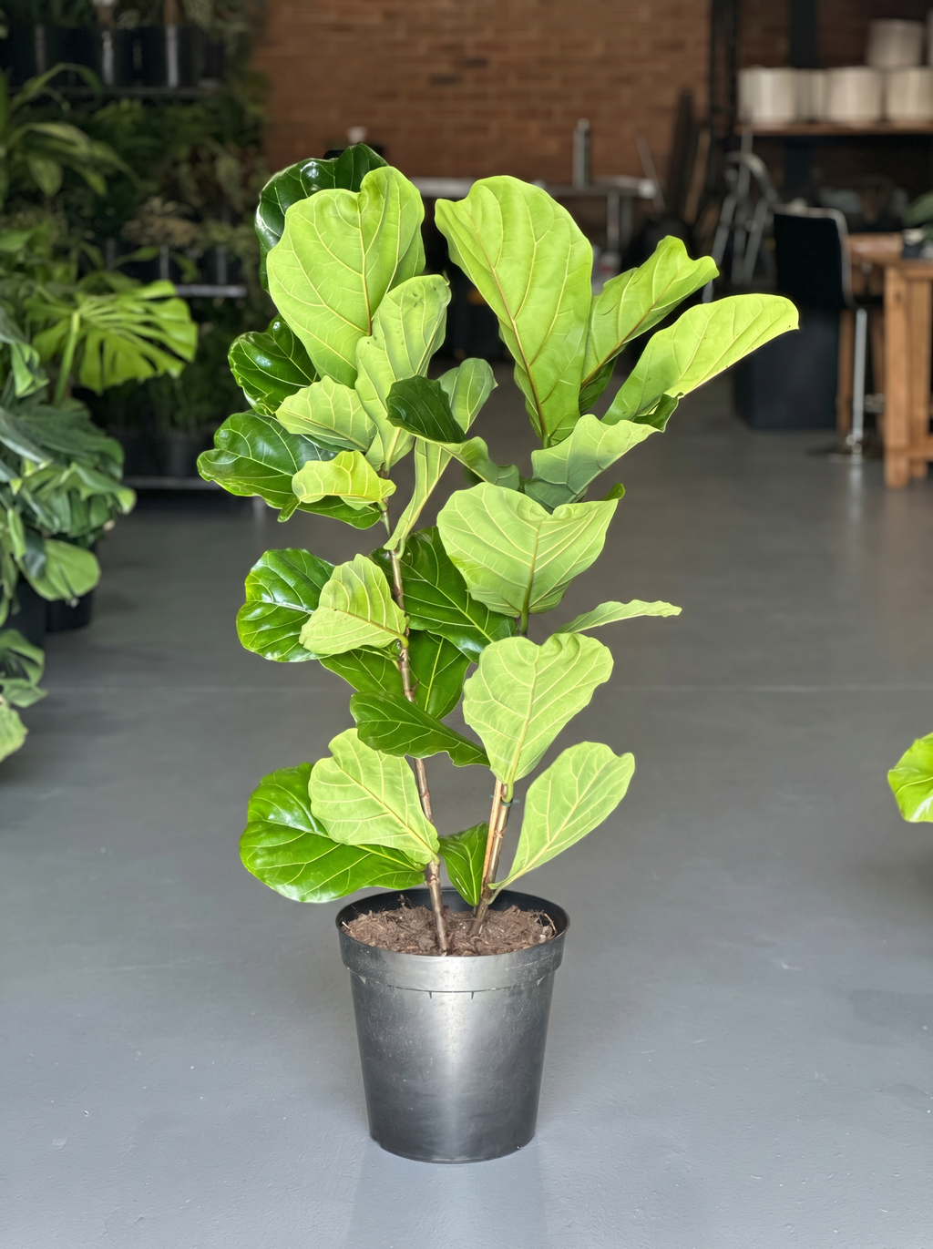 XL Fiddle Leaf Fig 2pp
