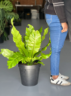 XL Birds Nest Fern Nidus