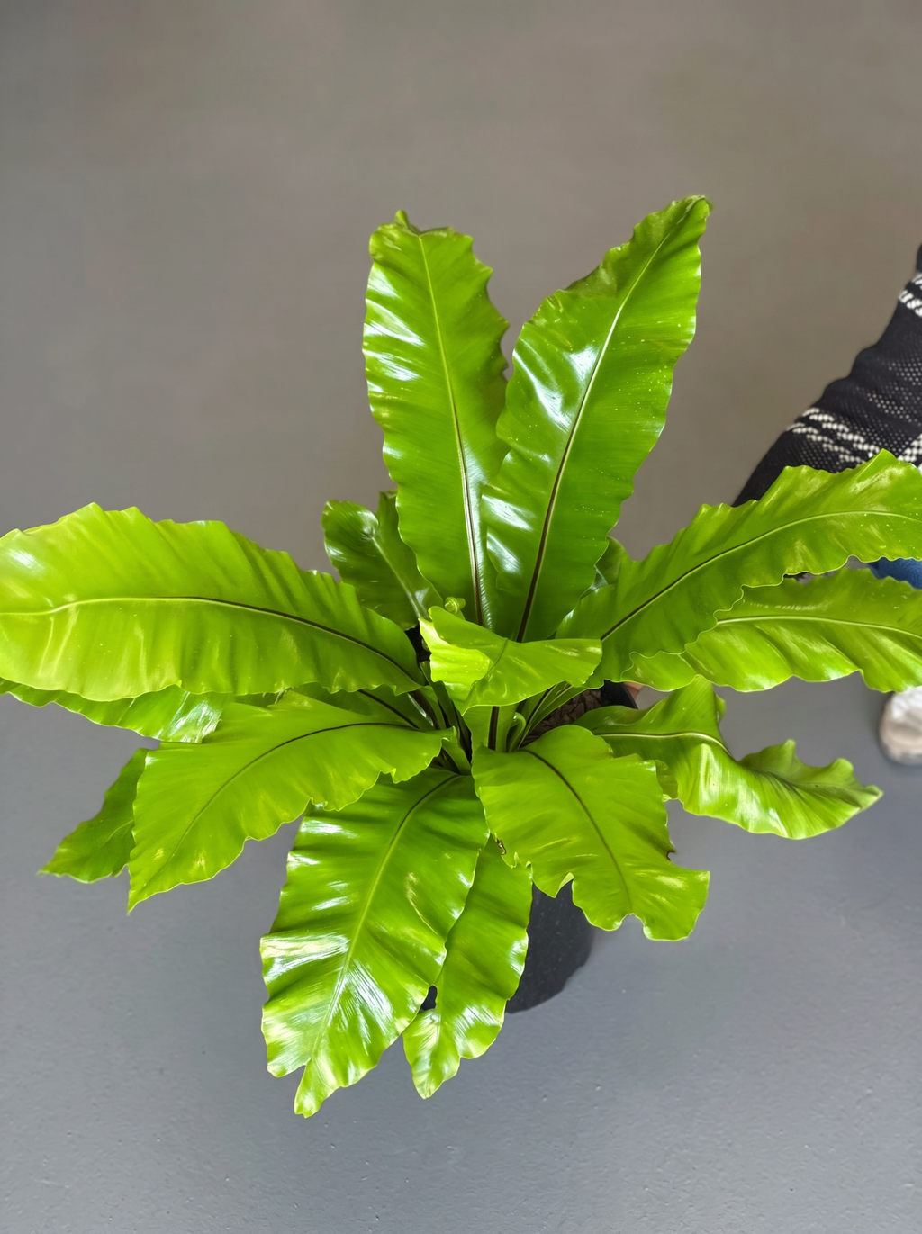 XL Birds Nest Fern Nidus