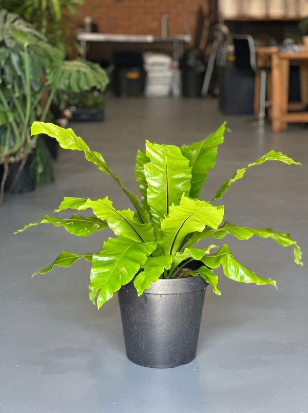 XL Birds Nest Fern Nidus