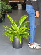 XL Birds Nest Fern Antiquum