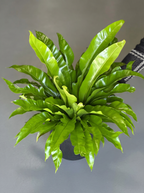 XL Birds Nest Fern Antiquum
