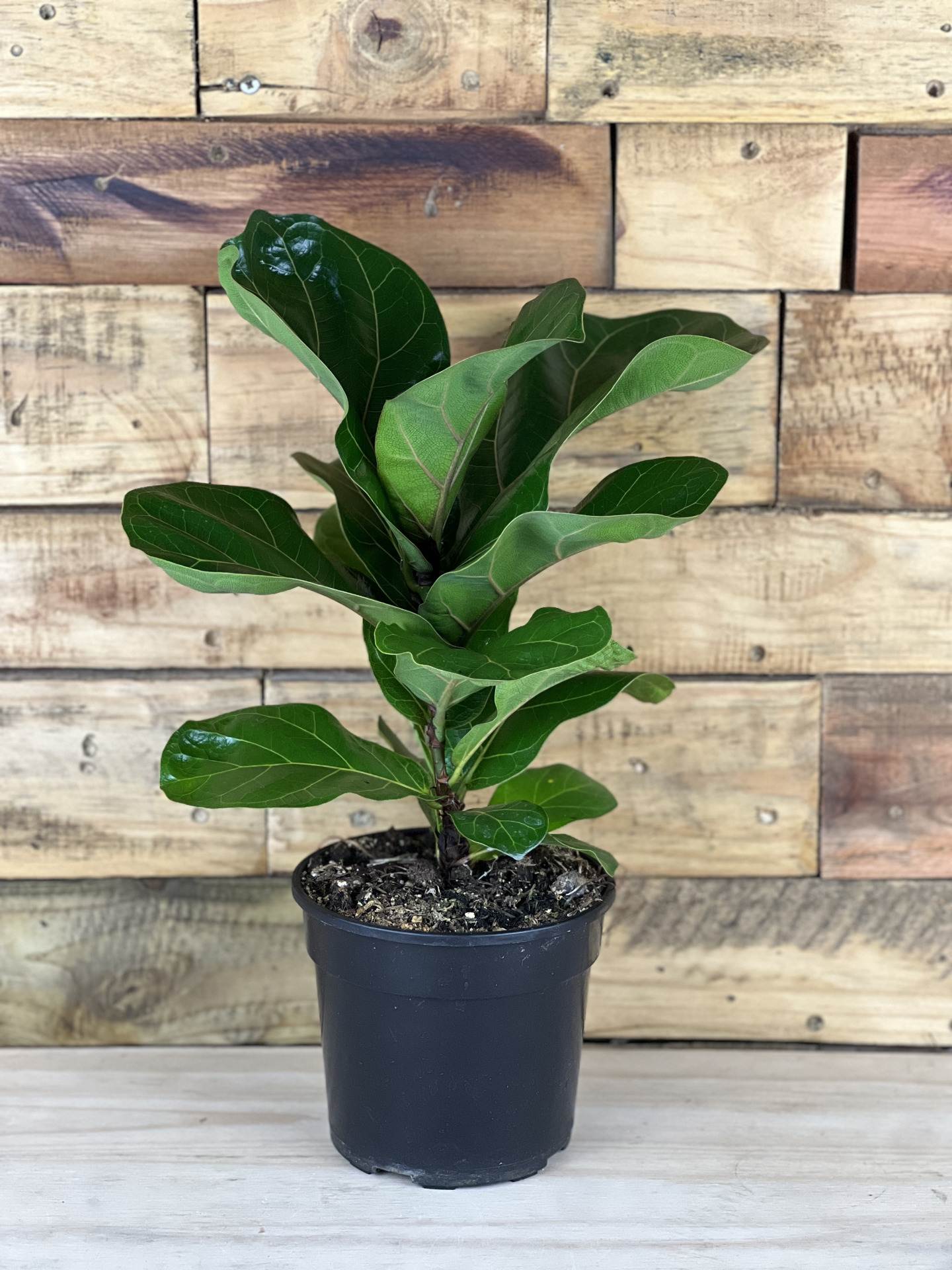 Fiddle Leaf Fig Bambino
