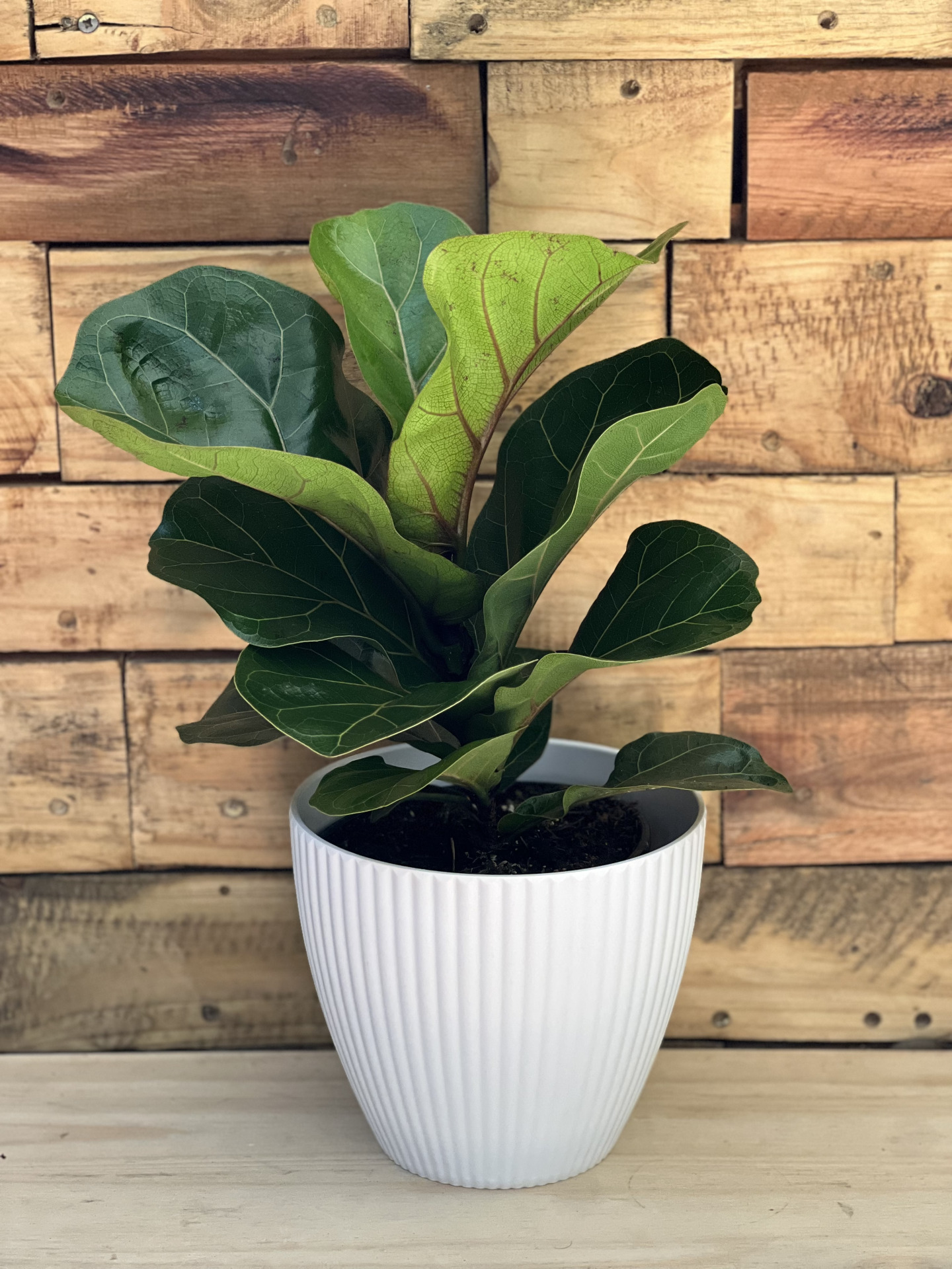 Fiddle Leaf Fig Bambino With Decorative Pot - Botanical Heaven