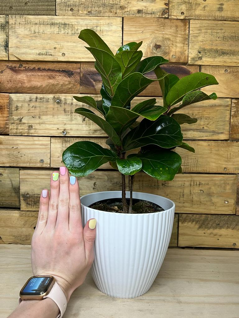 Fiddle Leaf Fig Bambino Botanical Heaven