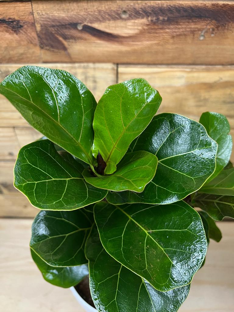 Fiddle Leaf Fig Bambino With Decorative Pot Botanical Heaven