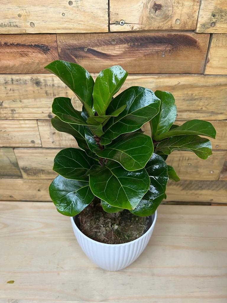 Fiddle Leaf Fig Bambino Botanical Heaven