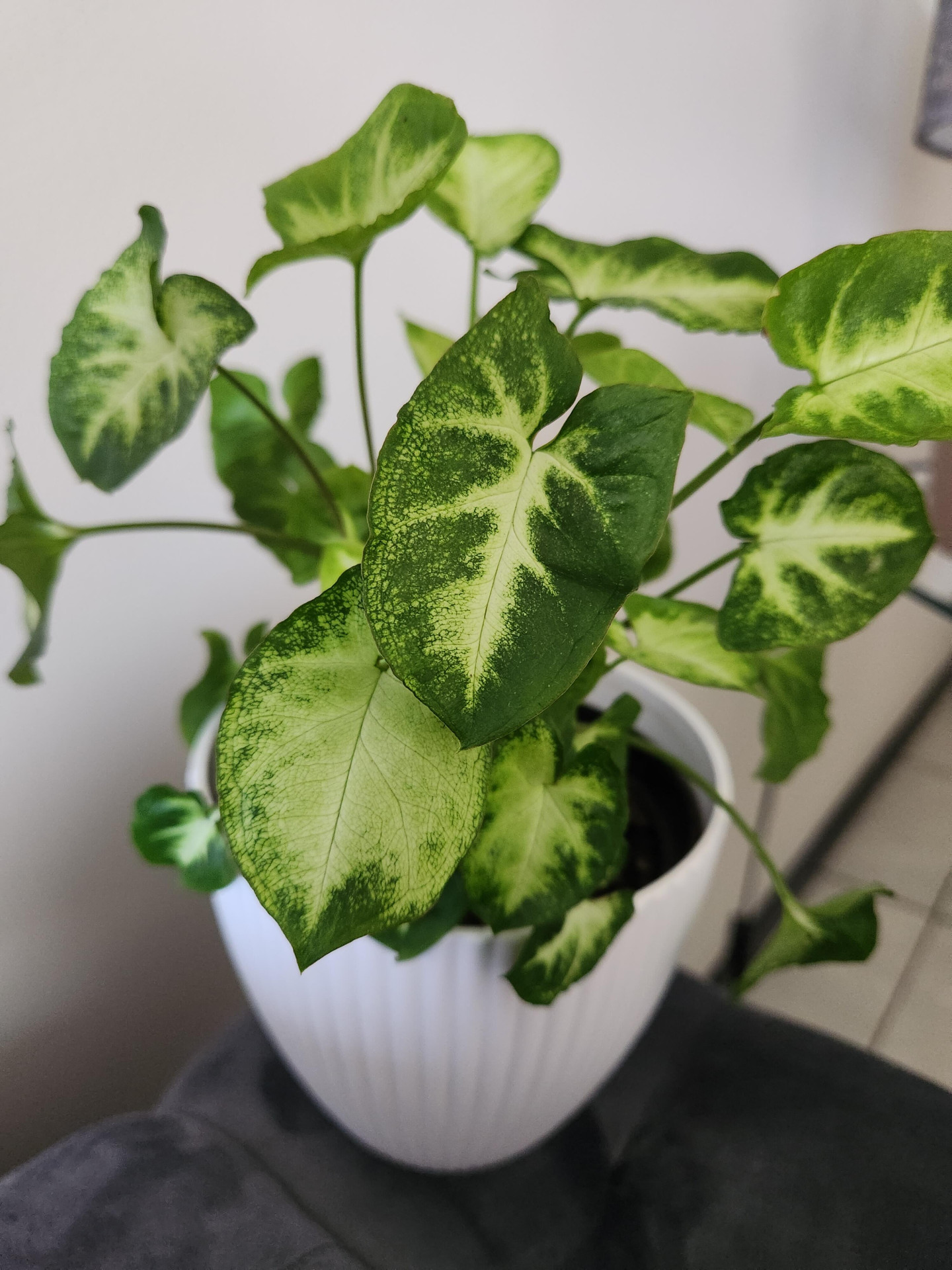 Image #1 from Michelle Milton