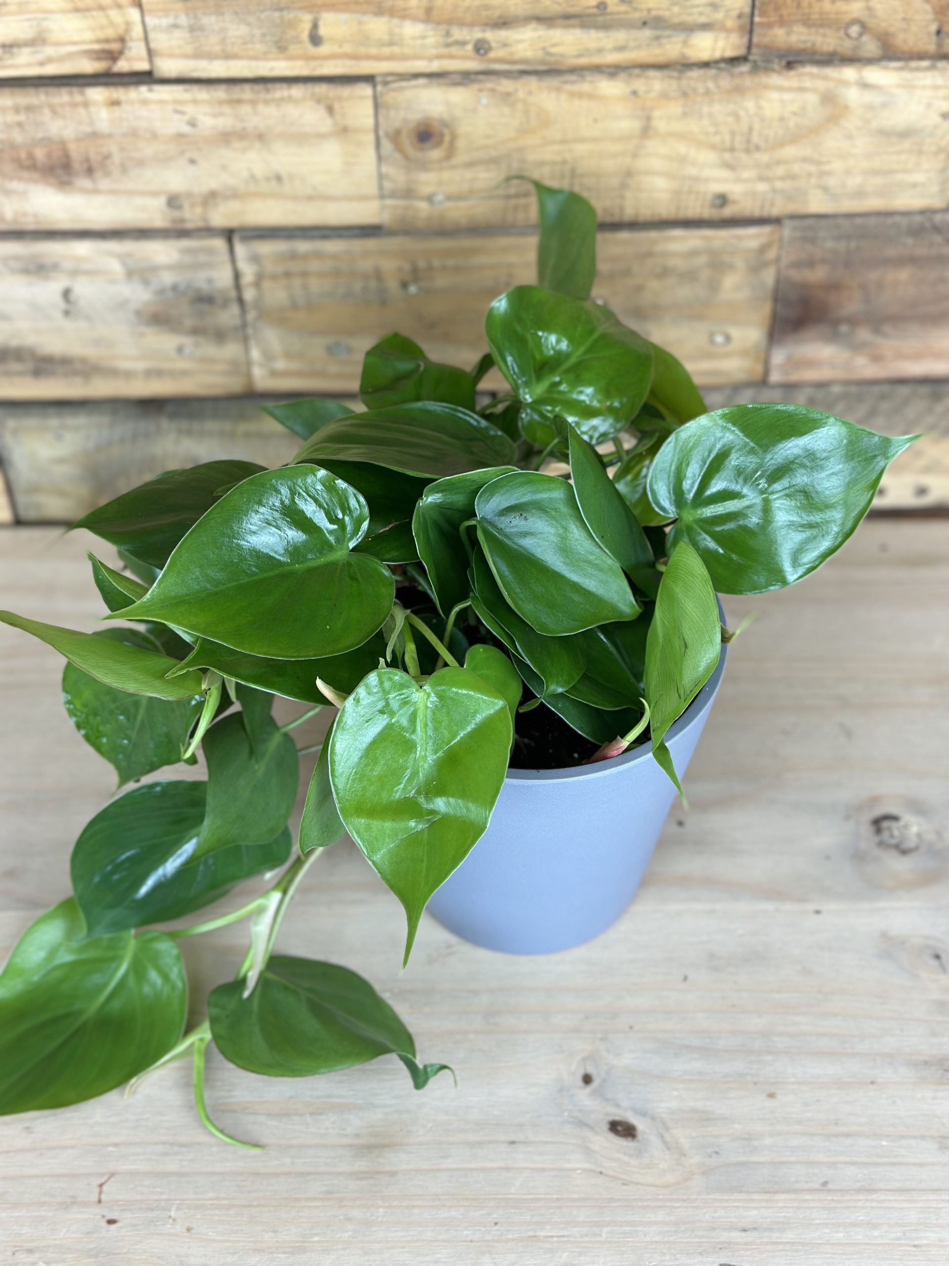 Heart Leaf Philodendron With Decorative Pot - Botanical Heaven