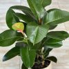Large Rubber Plant Robusta With Basket - Image 2