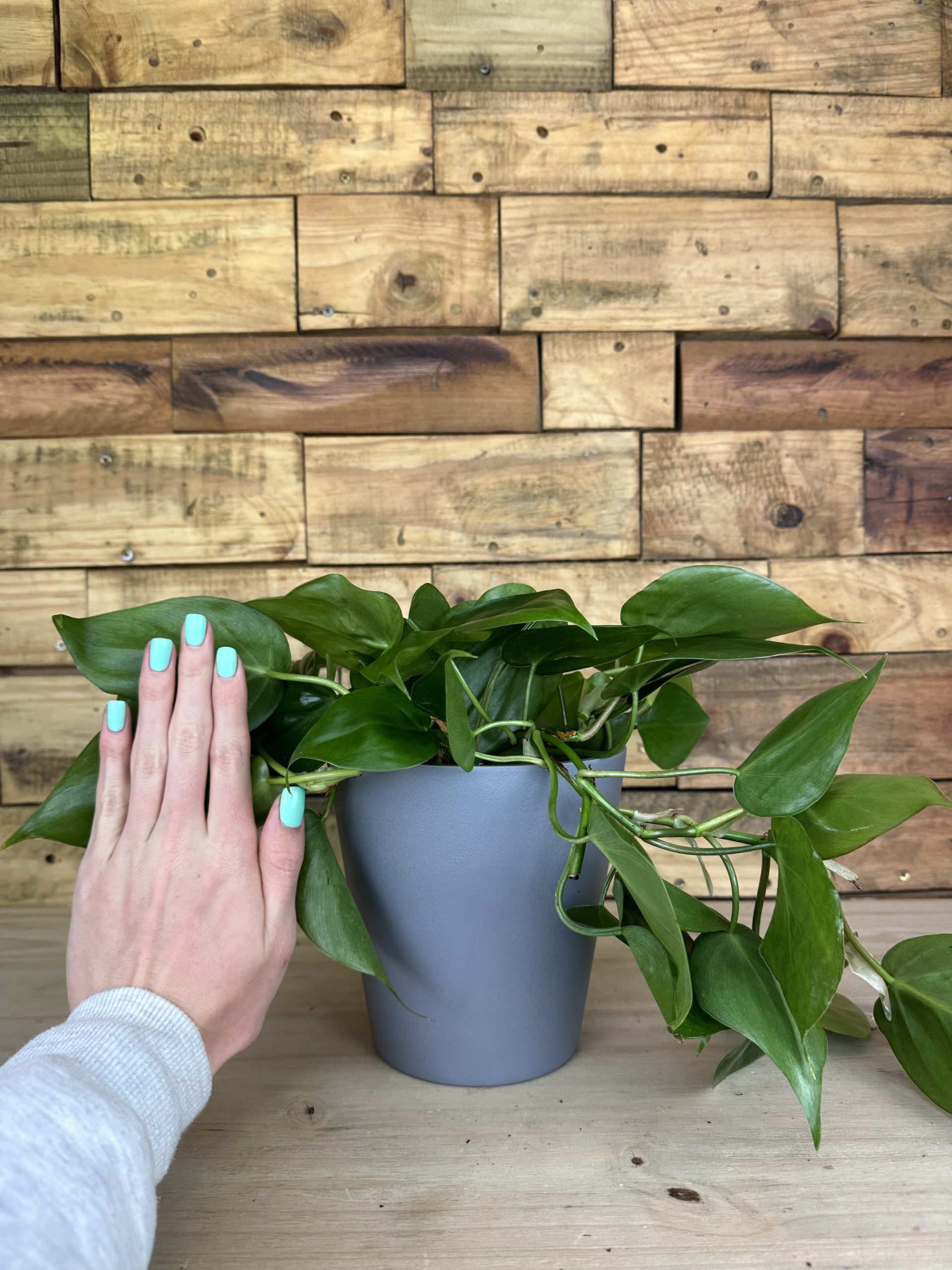 Heart Leaf Philodendron With Decorative Pot - Botanical Heaven