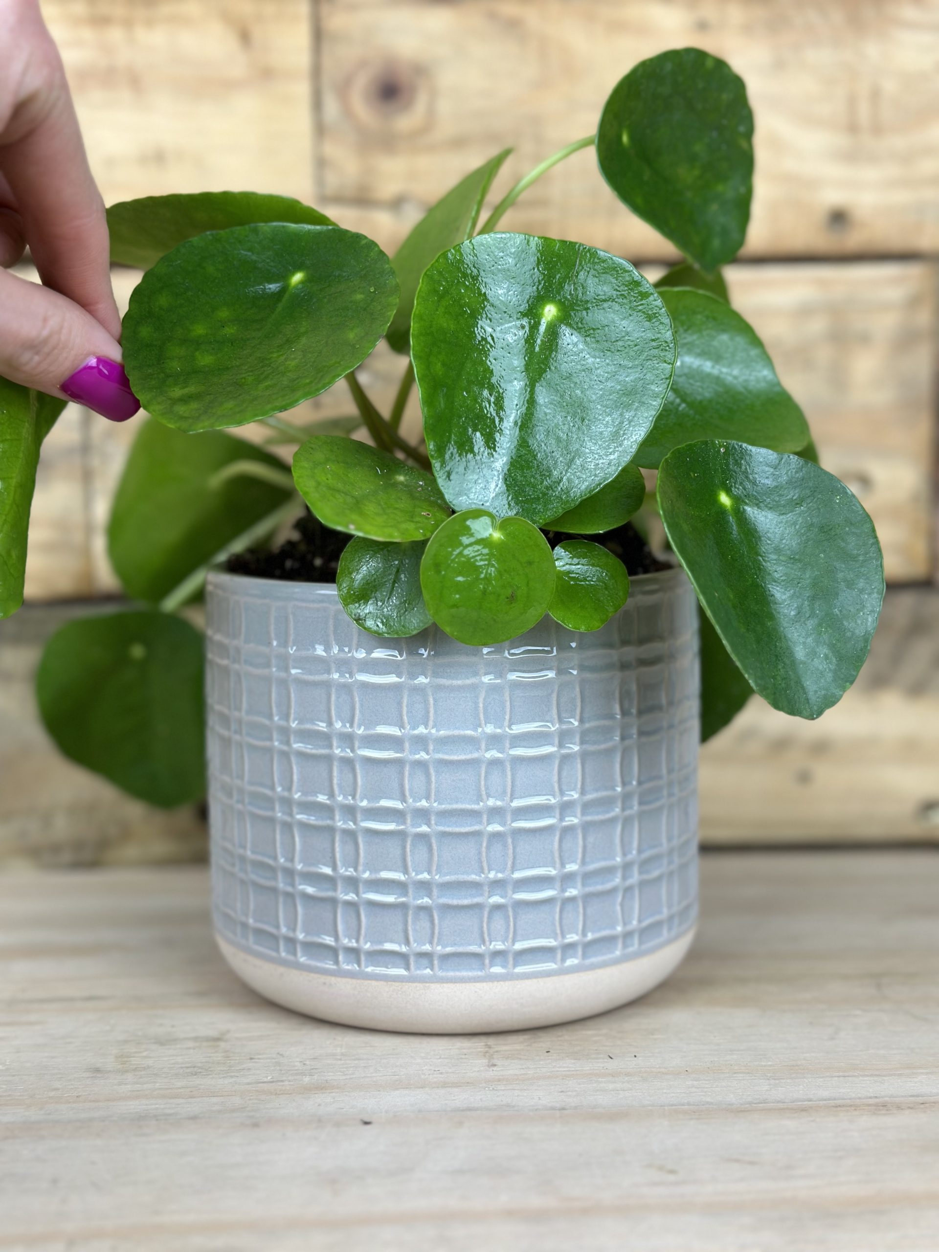 Chinese Money Plant With Decorative Pot Botanical Heaven