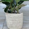 Large Rubber Plant Robusta With Basket - Image 3