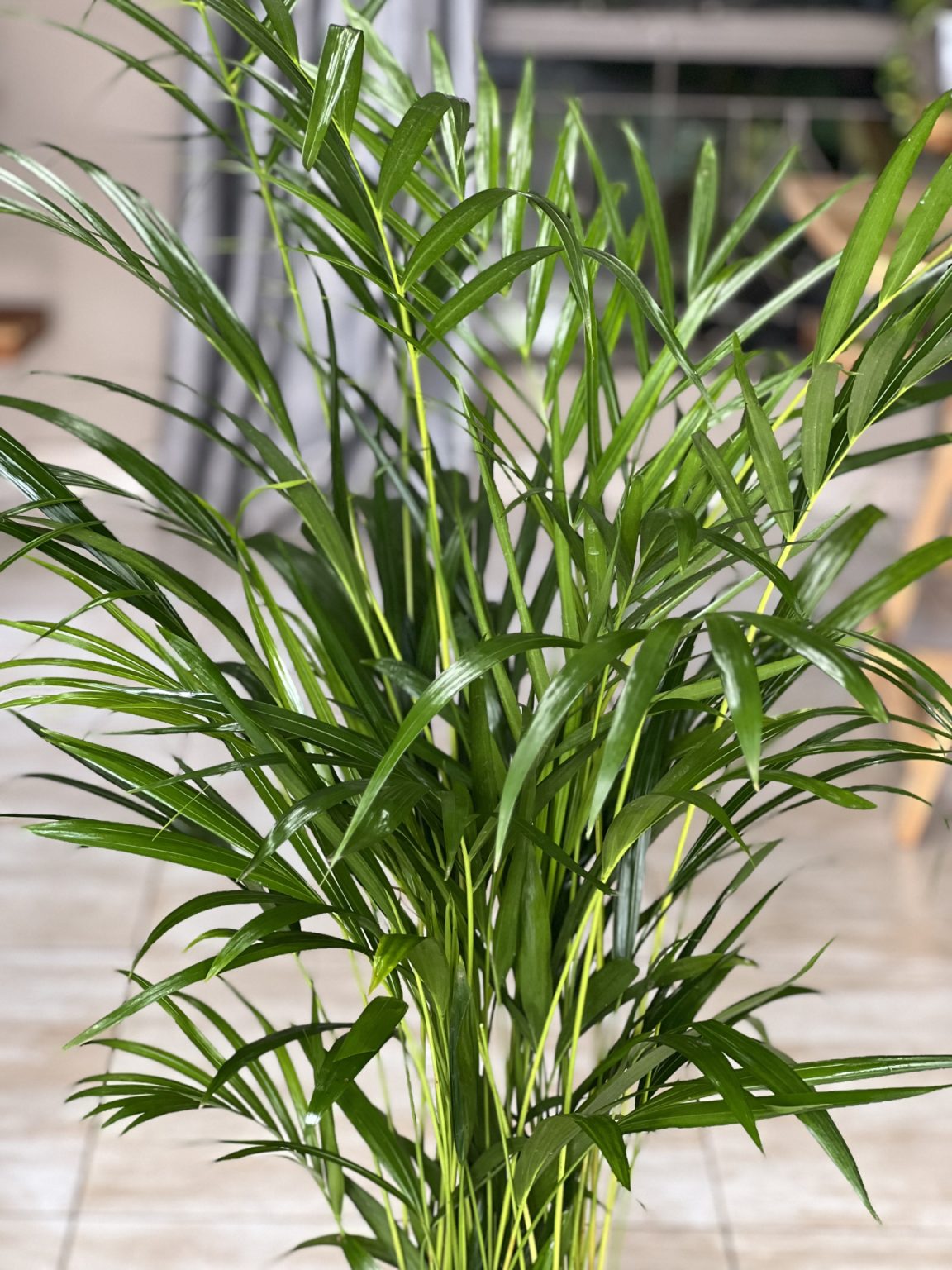 Large Bamboo Palm With Basket - Botanical Heaven