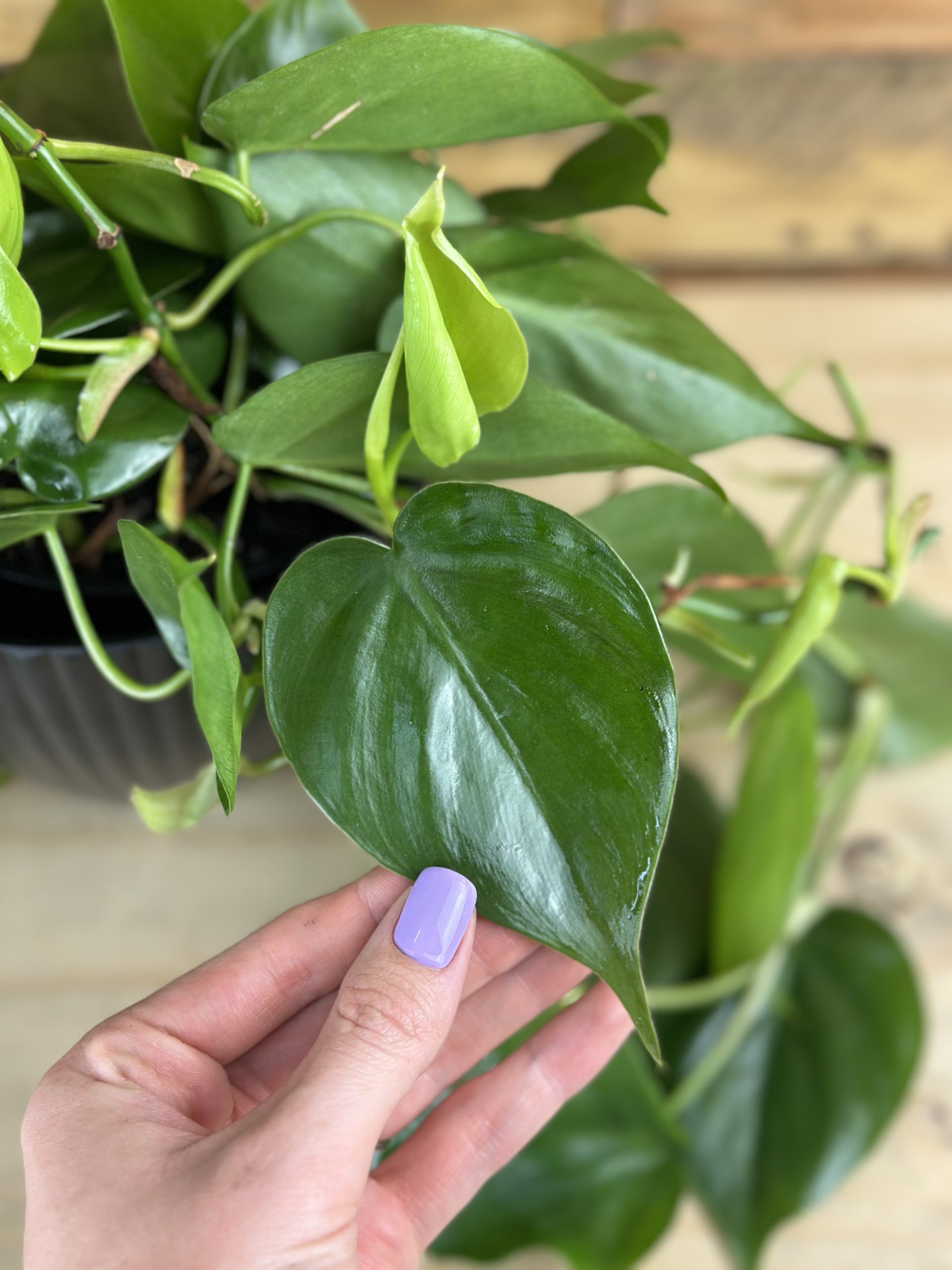 Heart Leaf Philodendron With Decorative Pot - Botanical Heaven