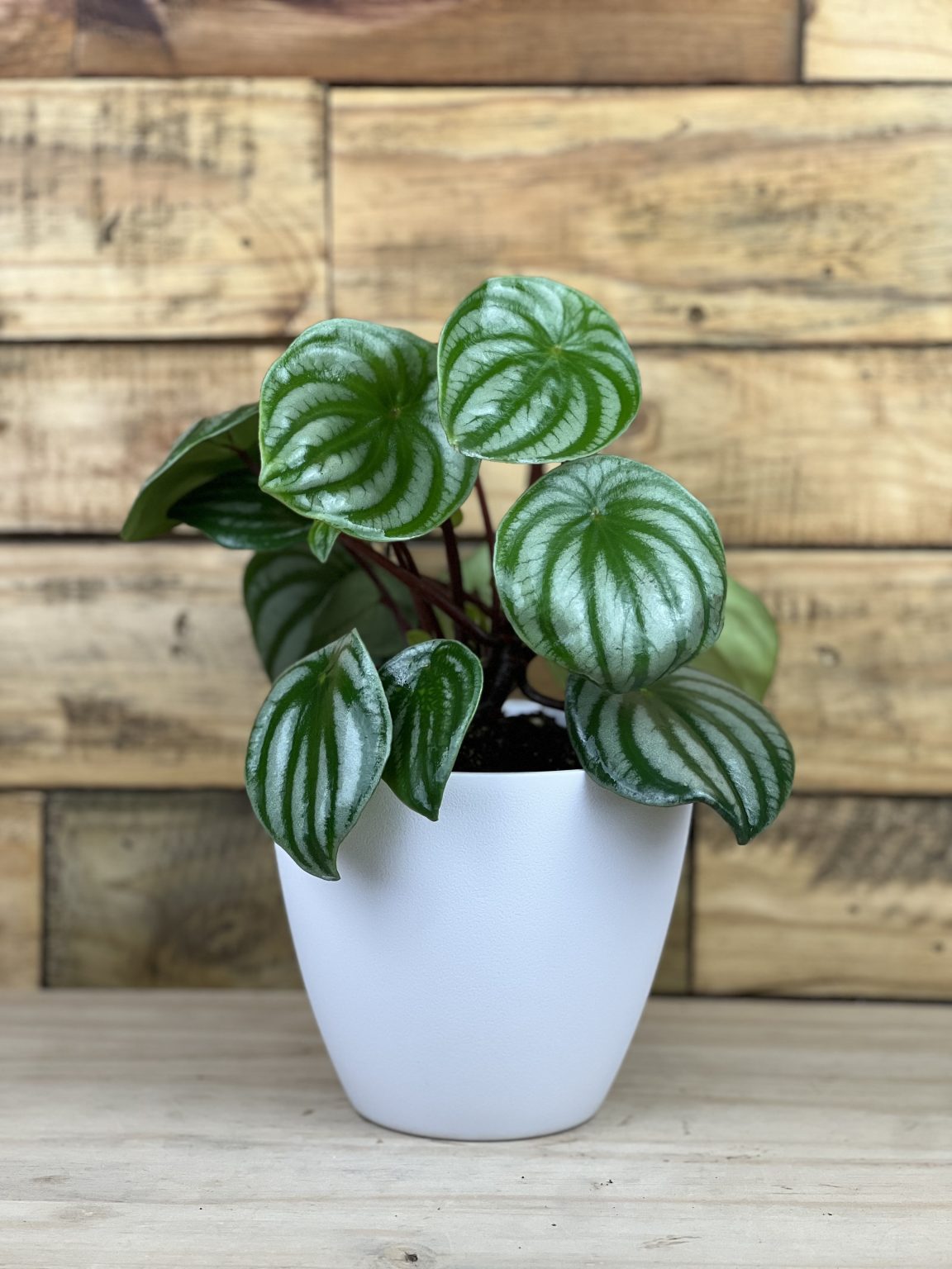 Watermelon Peperomia - Botanical Heaven