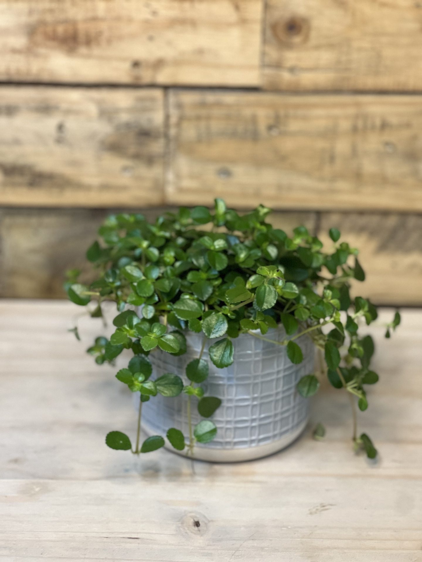 Pilea Depressa With Decorative Pot - Botanical Heaven