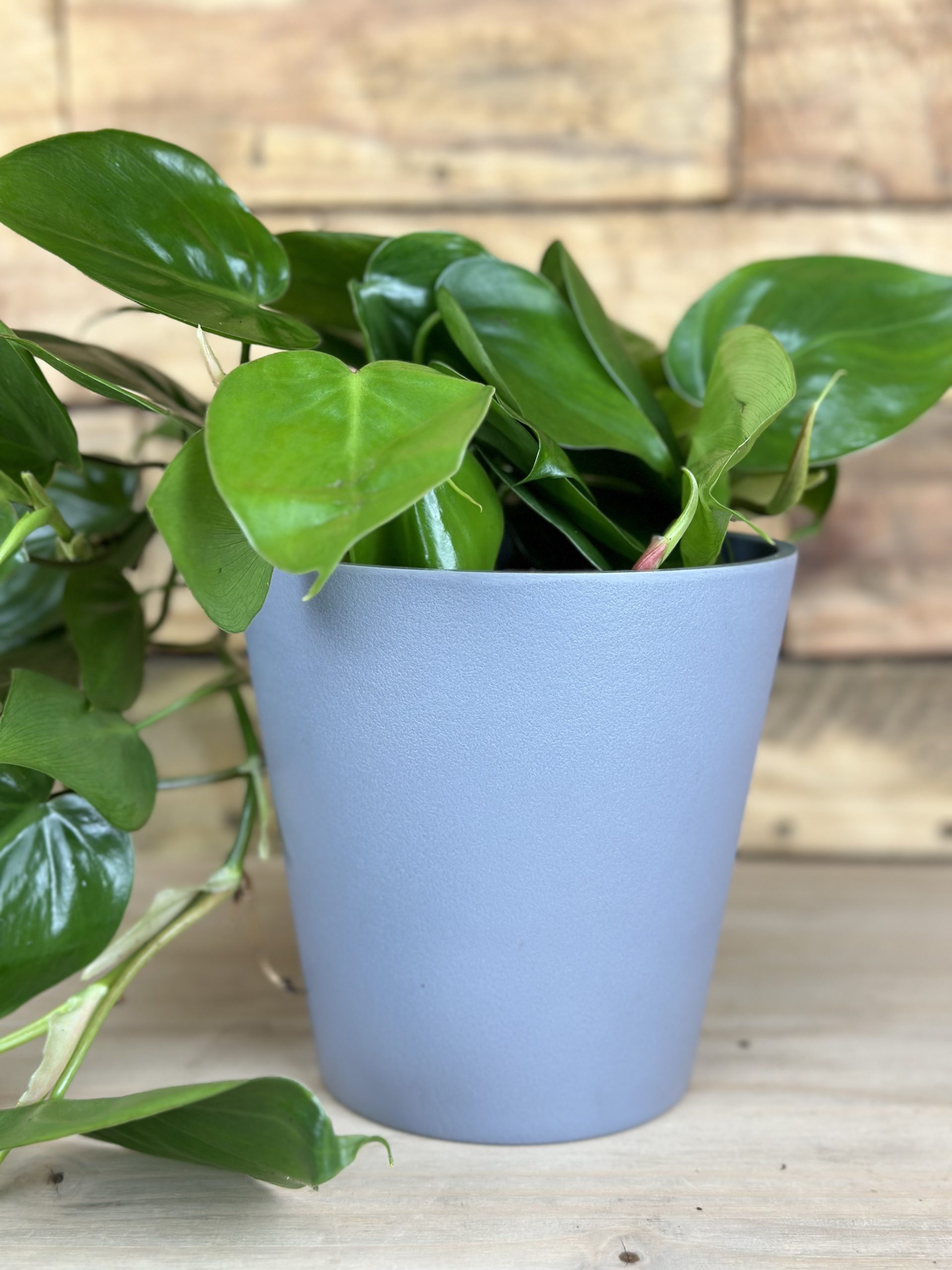 Heart Leaf Philodendron With Decorative Pot - Botanical Heaven