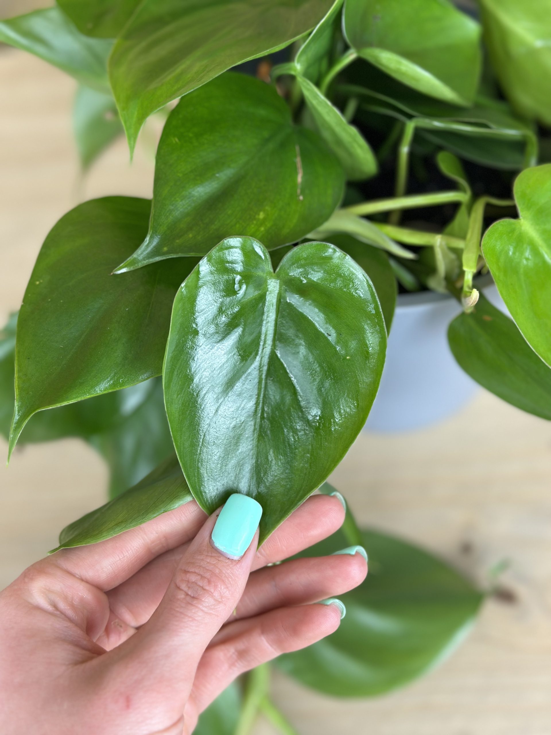 Heart Leaf Philodendron With Decorative Pot - Botanical Heaven