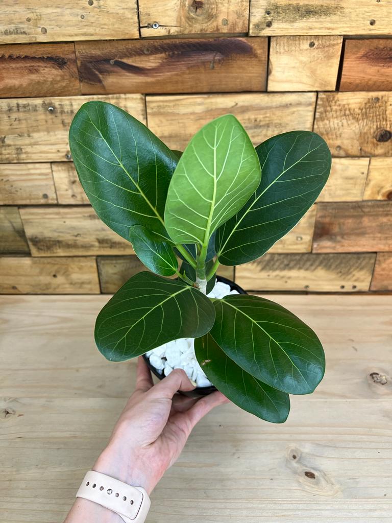 Ficus Audrey With Decorative Pot - Botanical Heaven