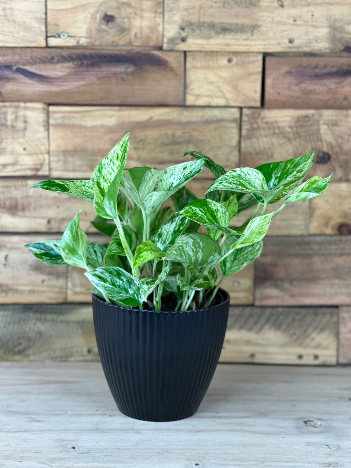 Marble Queen Pothos With Decorative Pot - Botanical Heaven