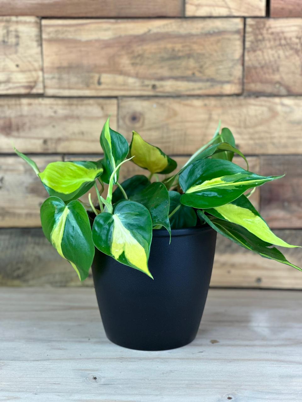 Philodendron Brasil With Decorative Pot - Botanical Heaven