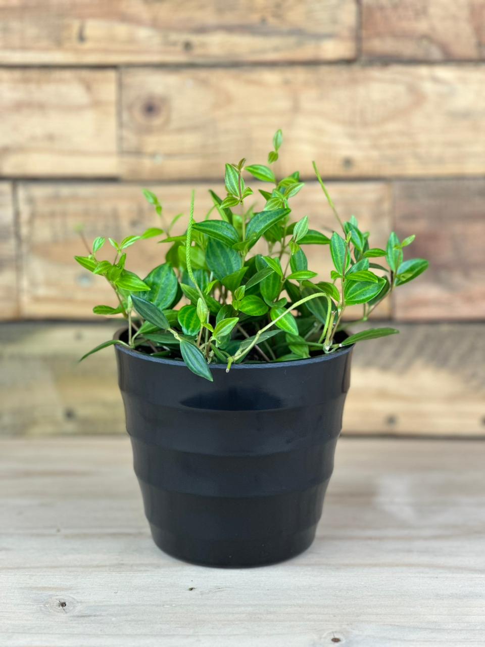 Beetle Peperomia With Decorative Pot - Botanical Heaven