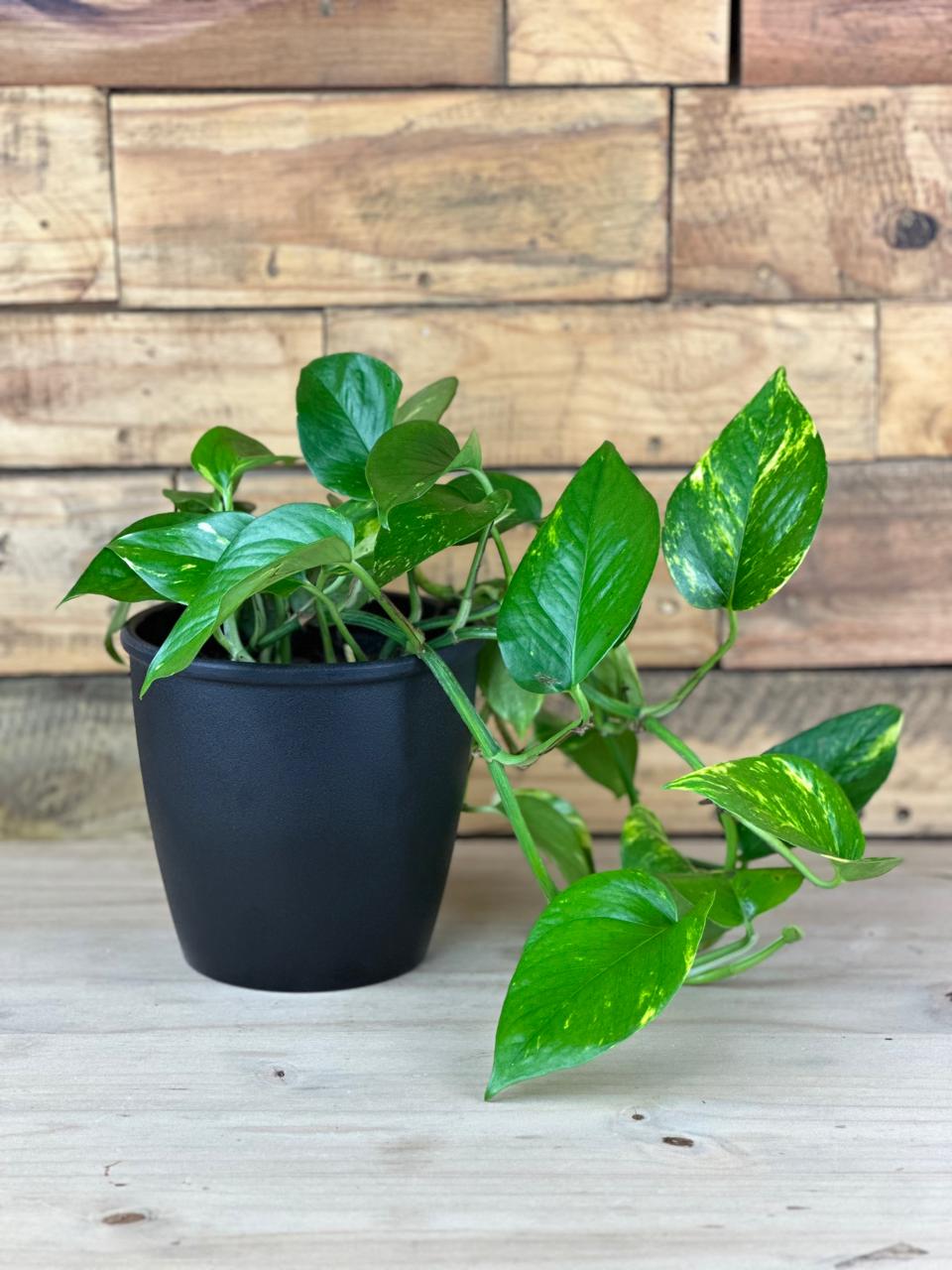 Golden Pothos With Decorative Pot - Botanical Heaven