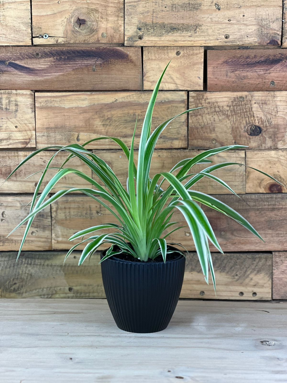 Spider Plant With Decorative Pot - Botanical Heaven