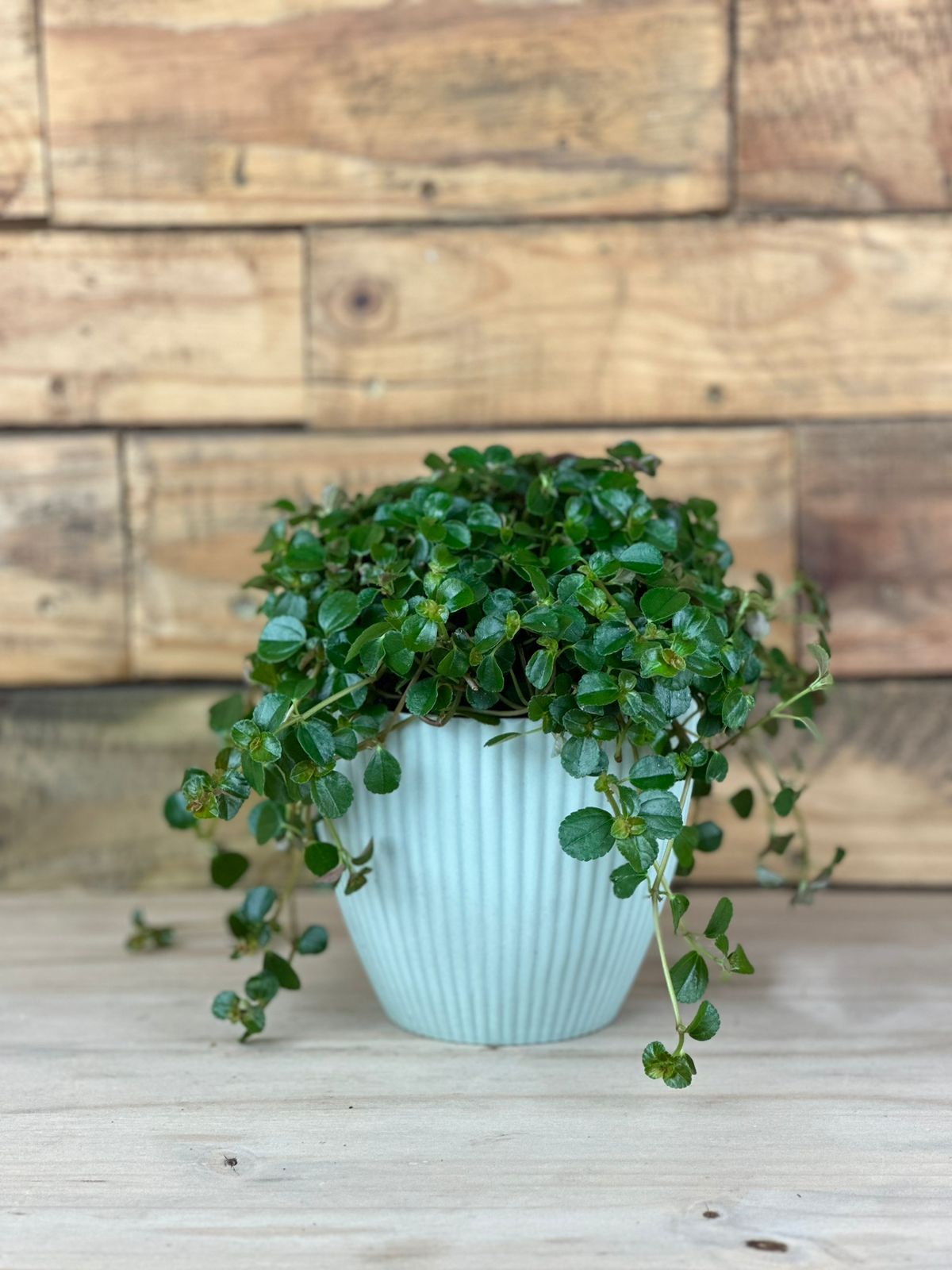 Pilea Depressa With Decorative Pot - Botanical Heaven