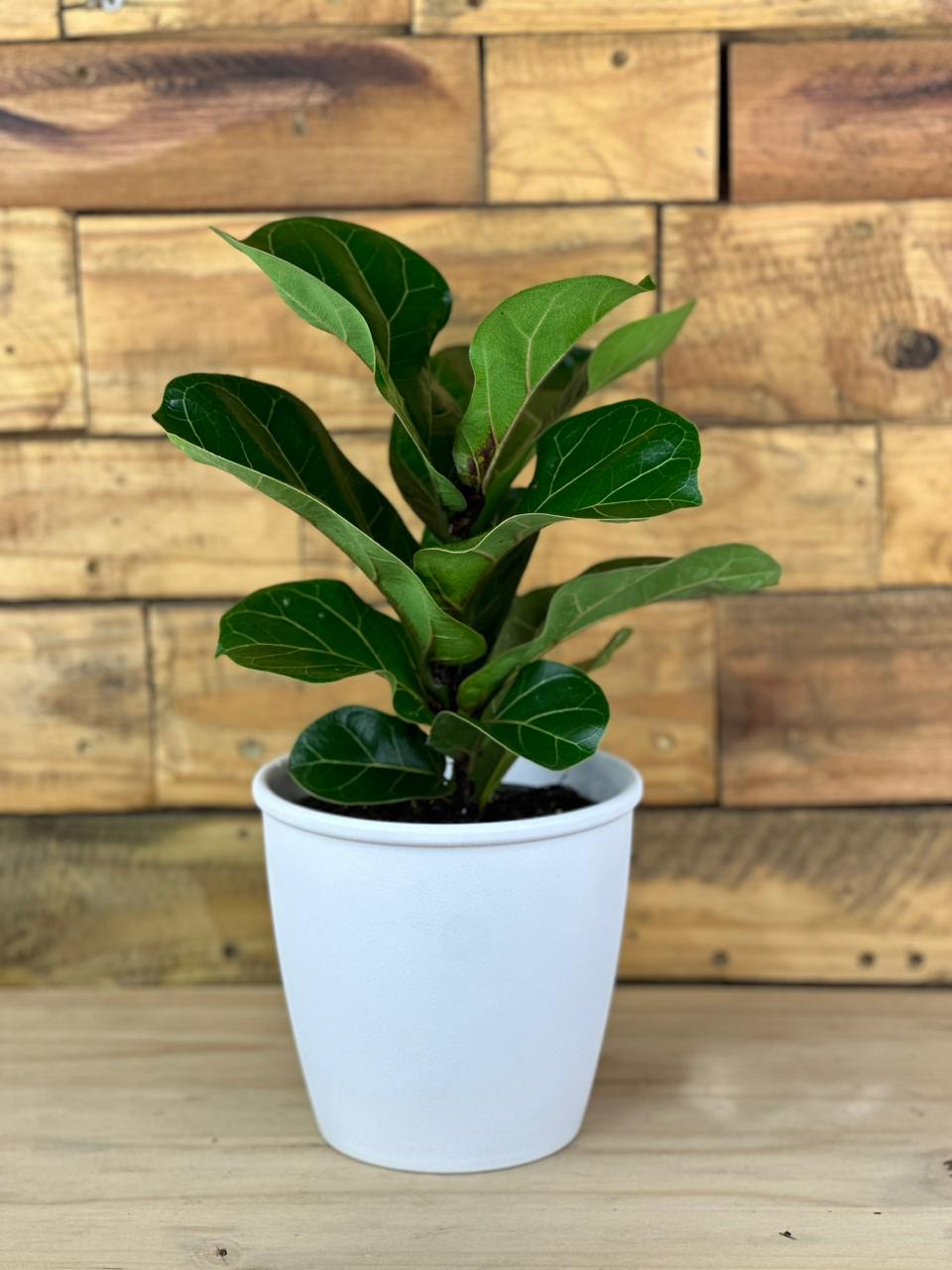 Fiddle Leaf Fig Bambino With Decorative Pot - Botanical Heaven