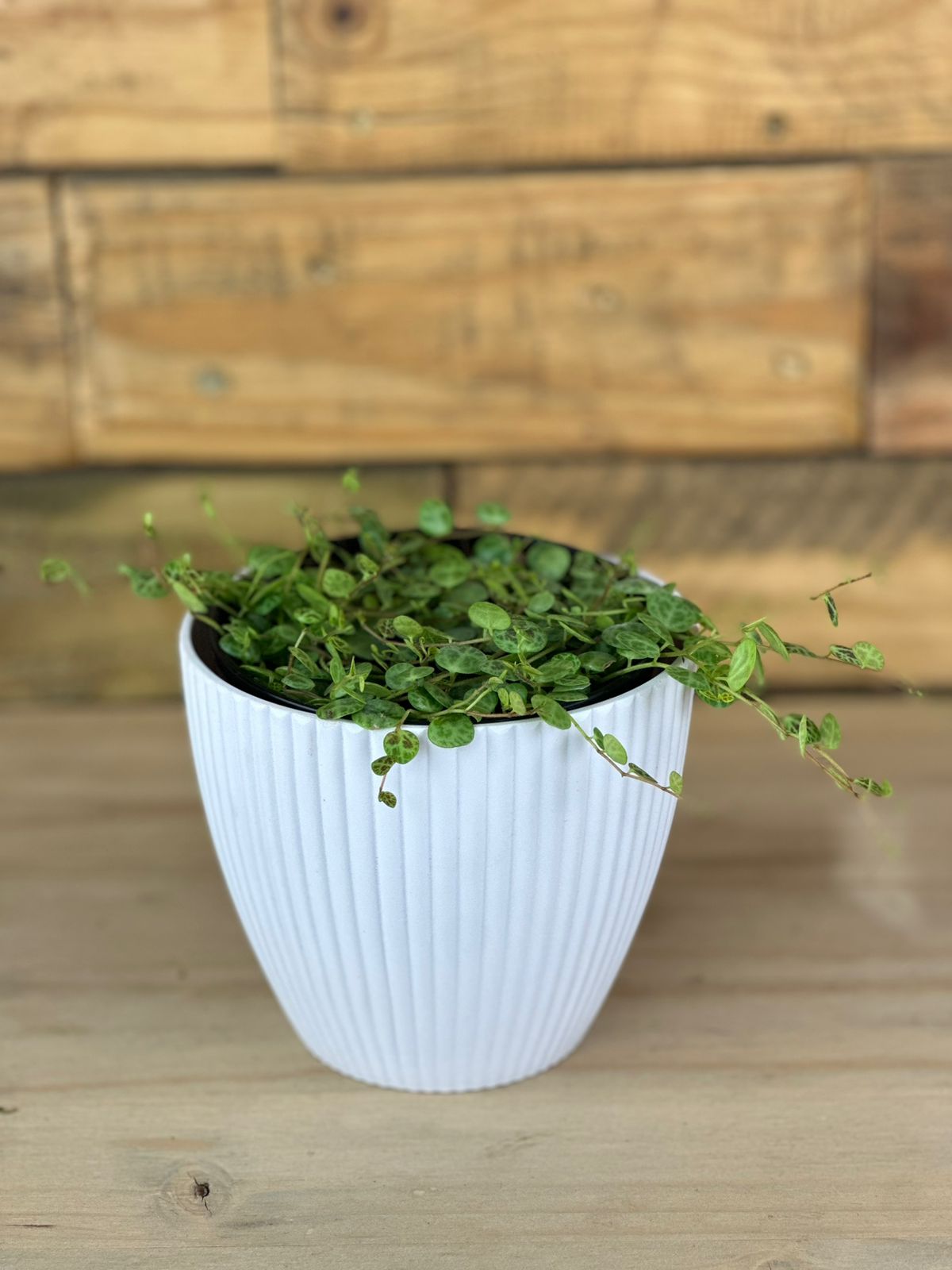 String of Turtles With A Decorative Pot - Botanical Heaven