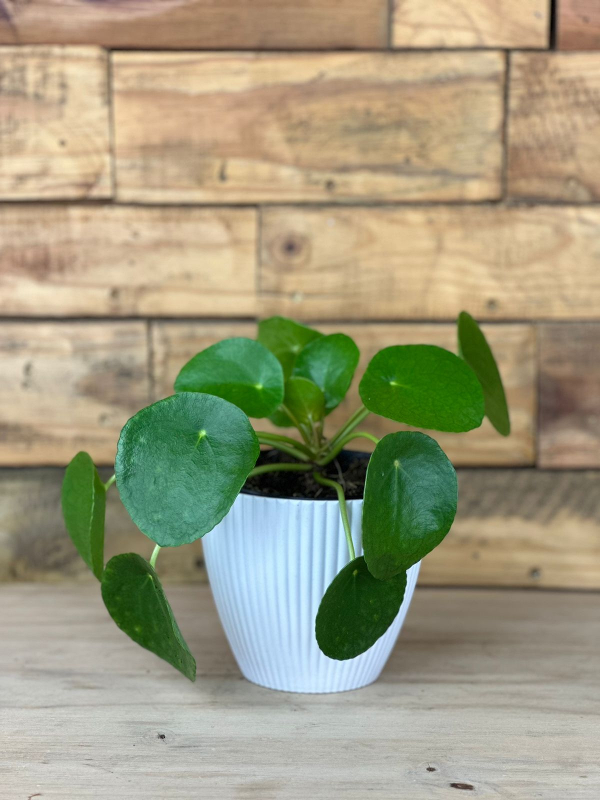 Chinese Money Plant With Decorative Pot - Botanical Heaven