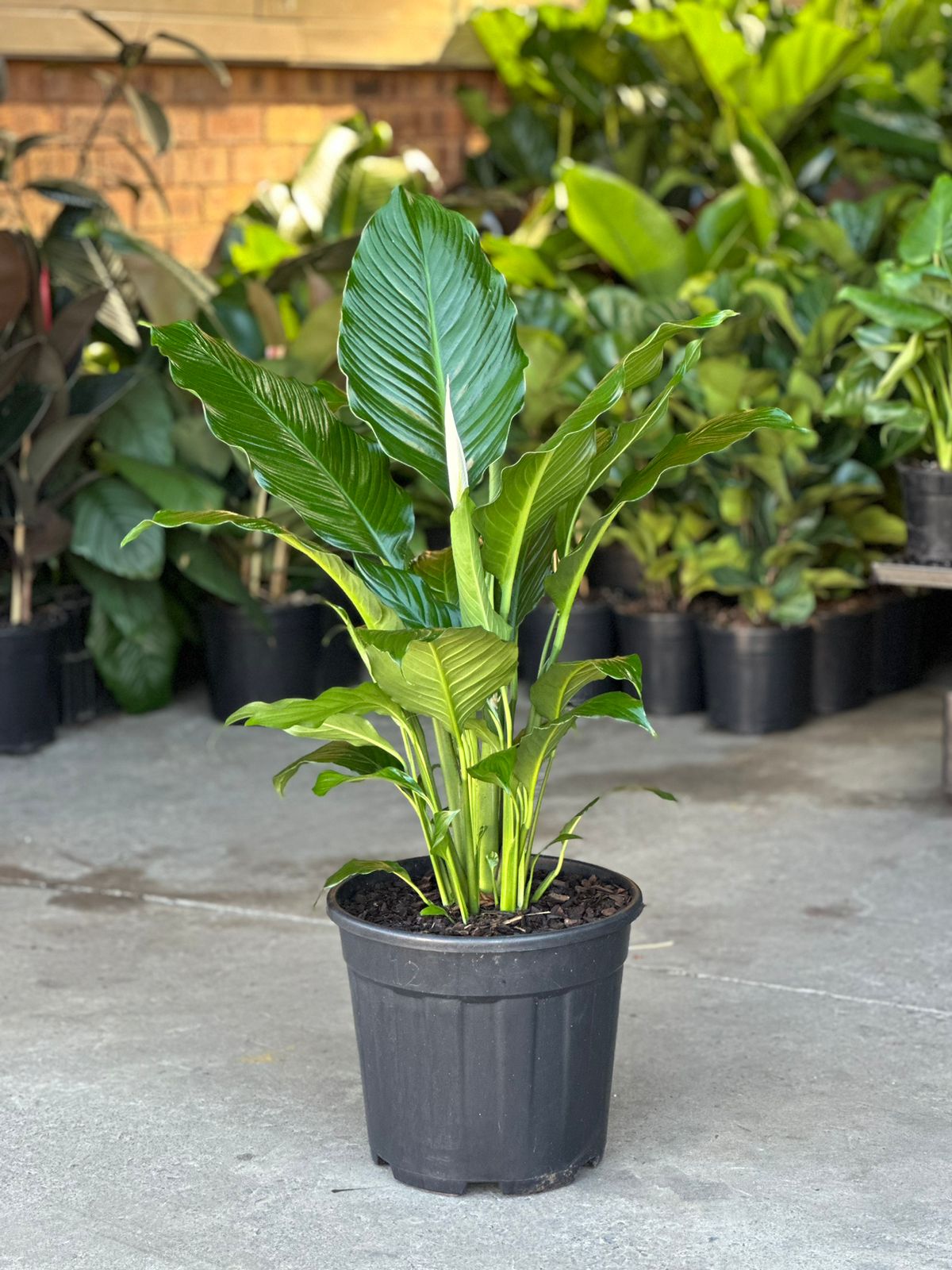 XL Peace Lily Sebastian - Botanical Heaven