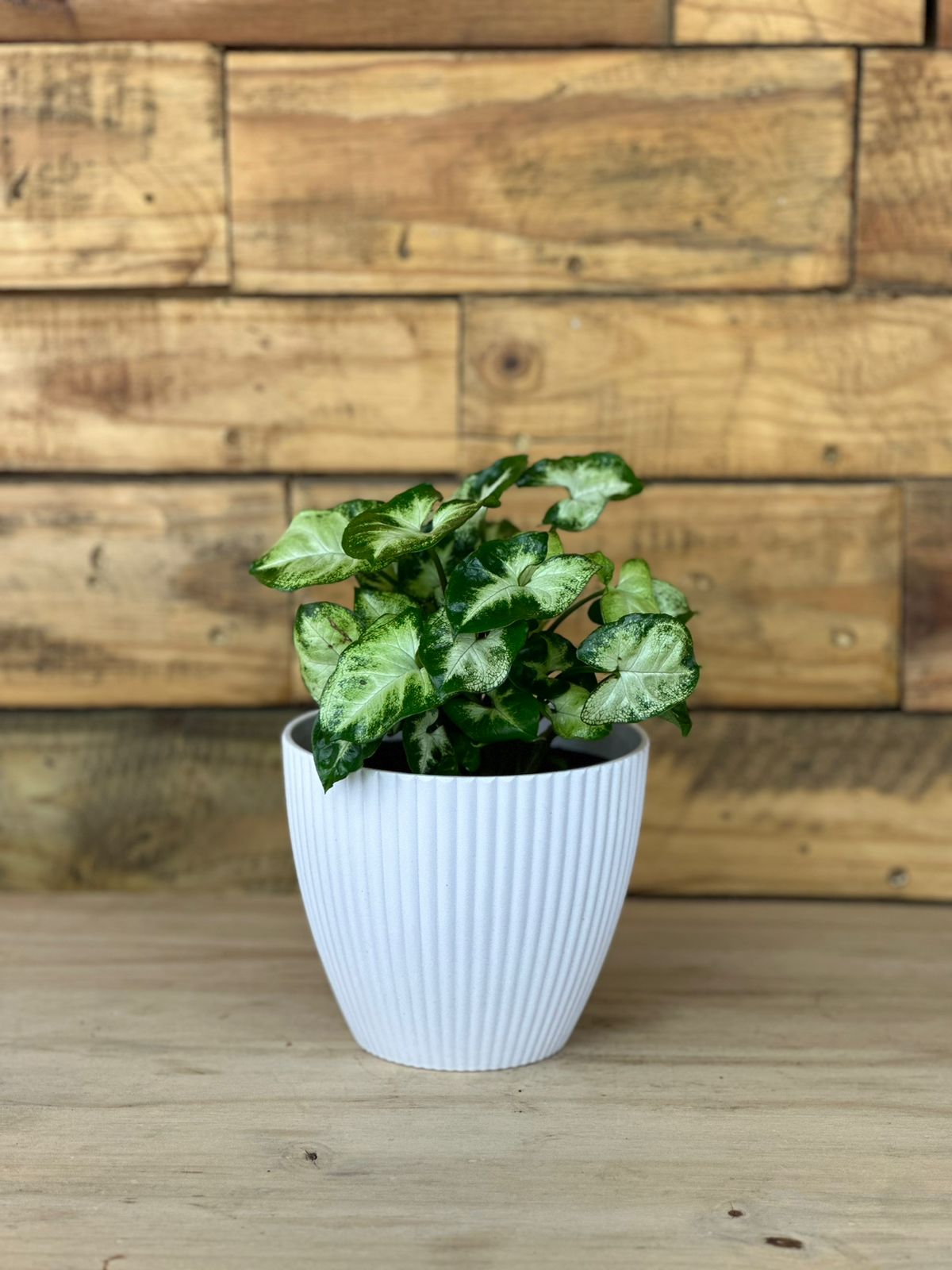 Syngonium Pixie With Decorative Pot - Botanical Heaven