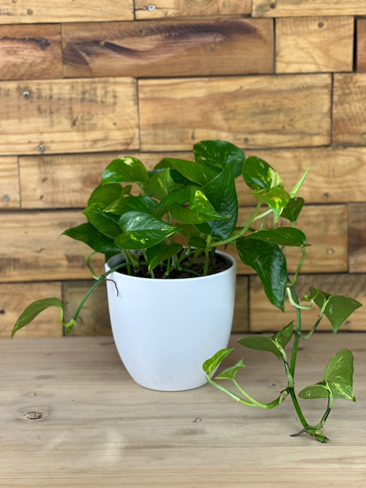 Golden Pothos With Decorative Pot - Botanical Heaven