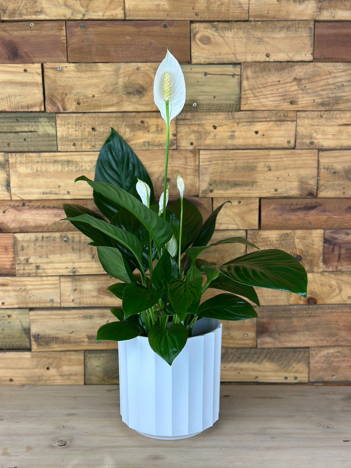 Medium Peace Lily With A Decorative Pot - Botanical Heaven