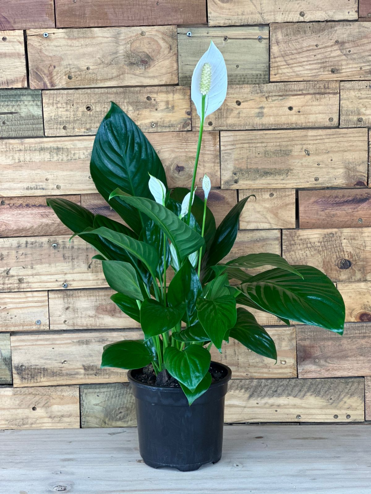 Medium Peace Lily - Botanical Heaven