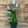 Small Peace Lily